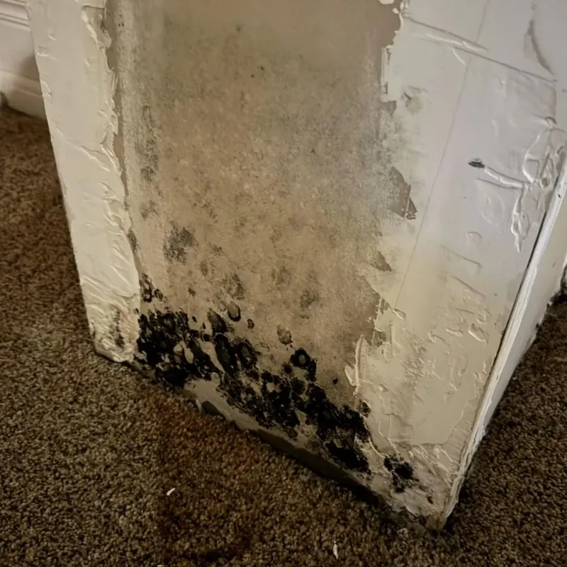 Professional Mold Removal in Leeds, ME